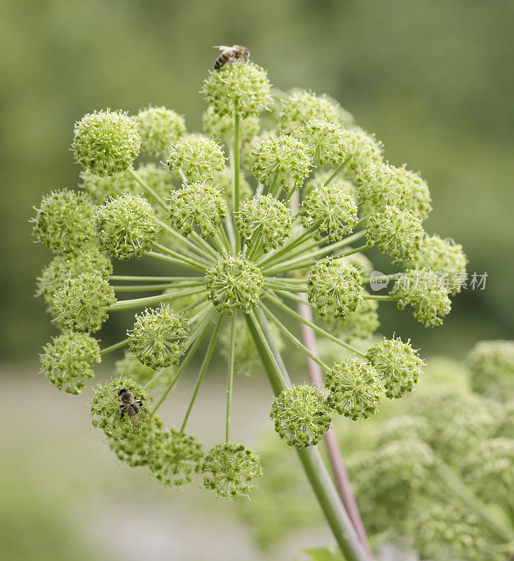 当归(Angelica archangelica)